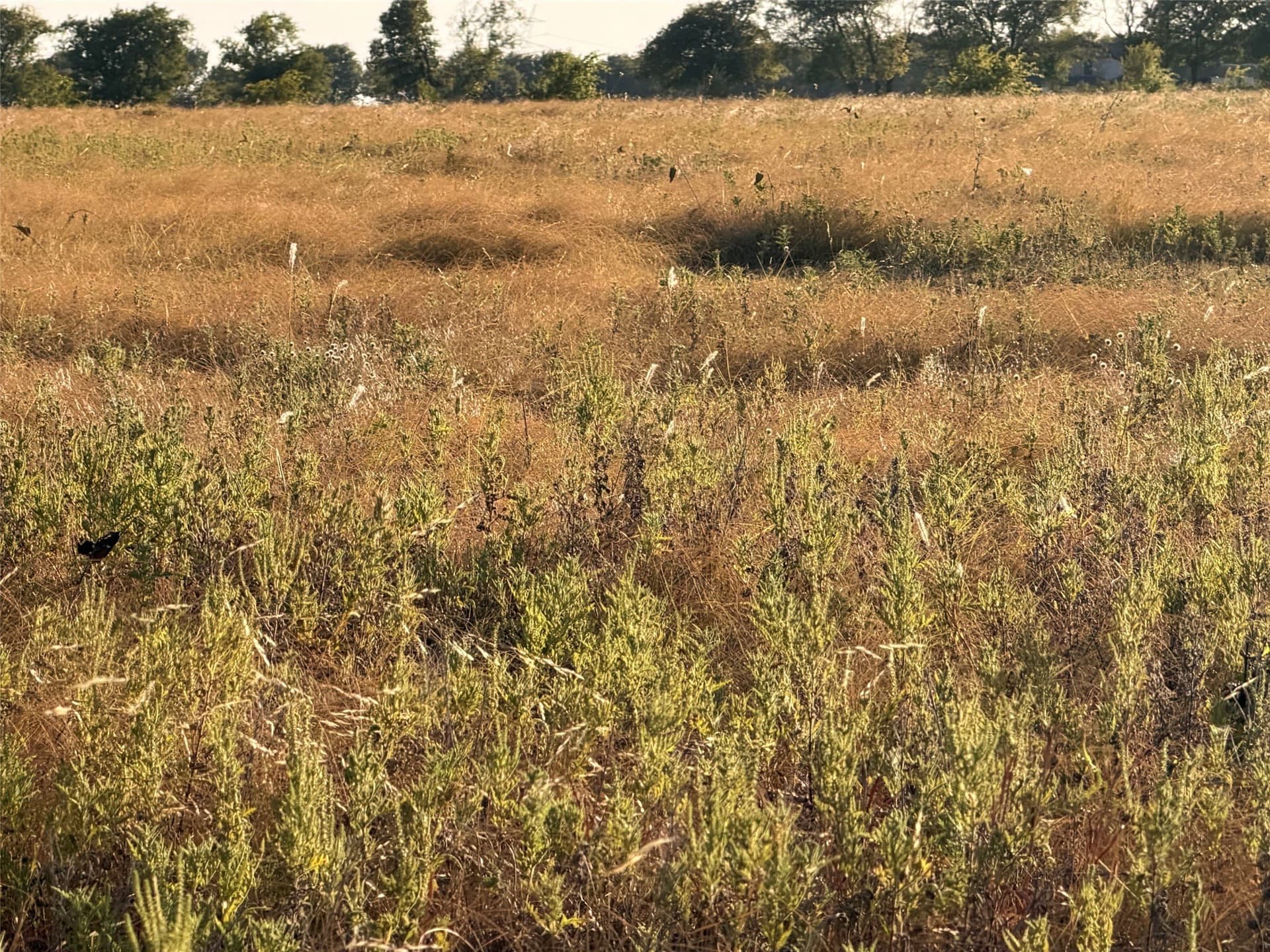 24.59 acres in Denton County - photo 3