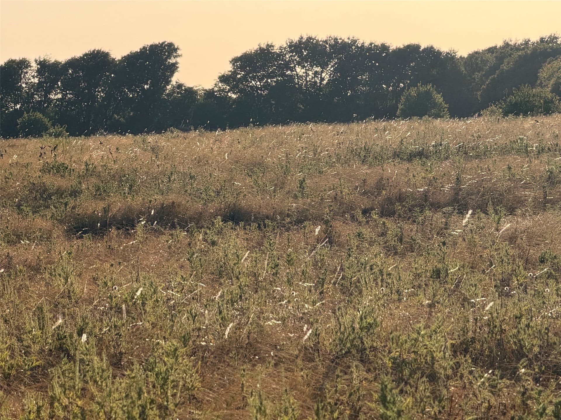 24.59 acres in Denton County - photo 4