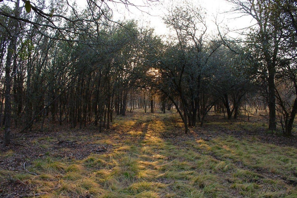 10.01 acres in Comanche County - photo 22