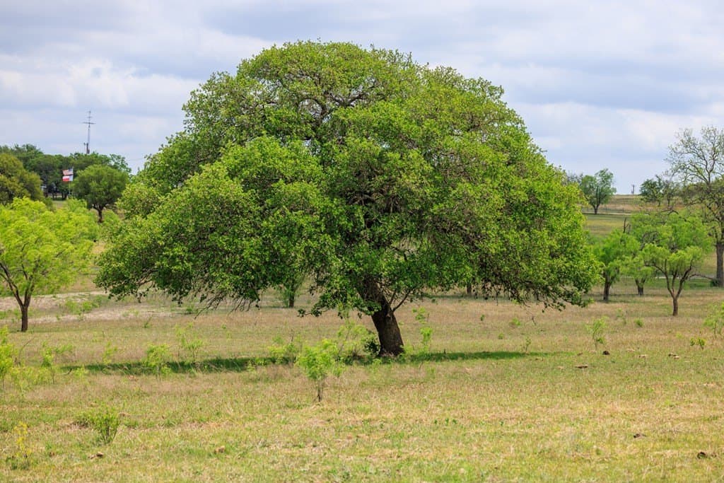 40 acres in Gillespie County - photo 12