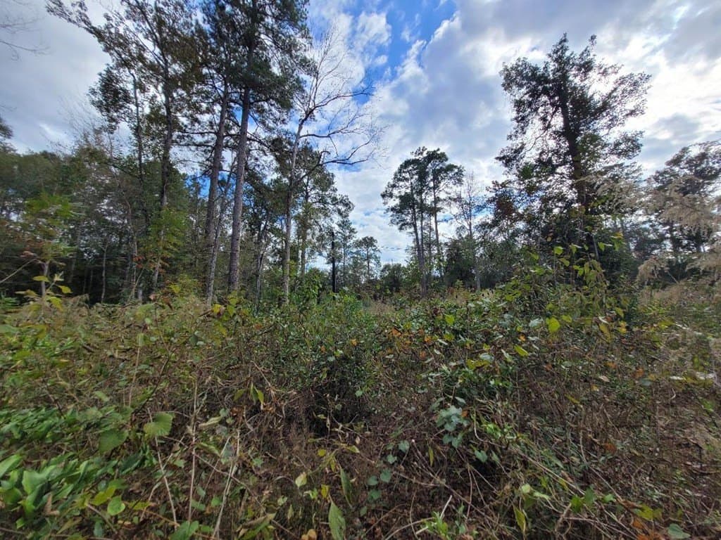 1.66 acres in Texas County gallery image 4