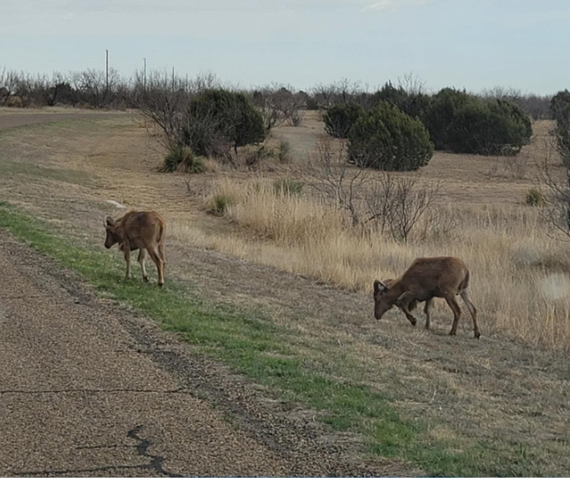 3.42 acres in Randall County gallery image 3