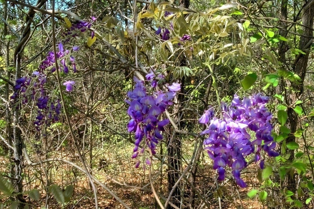 52.53 acres in Texas County - photo 16