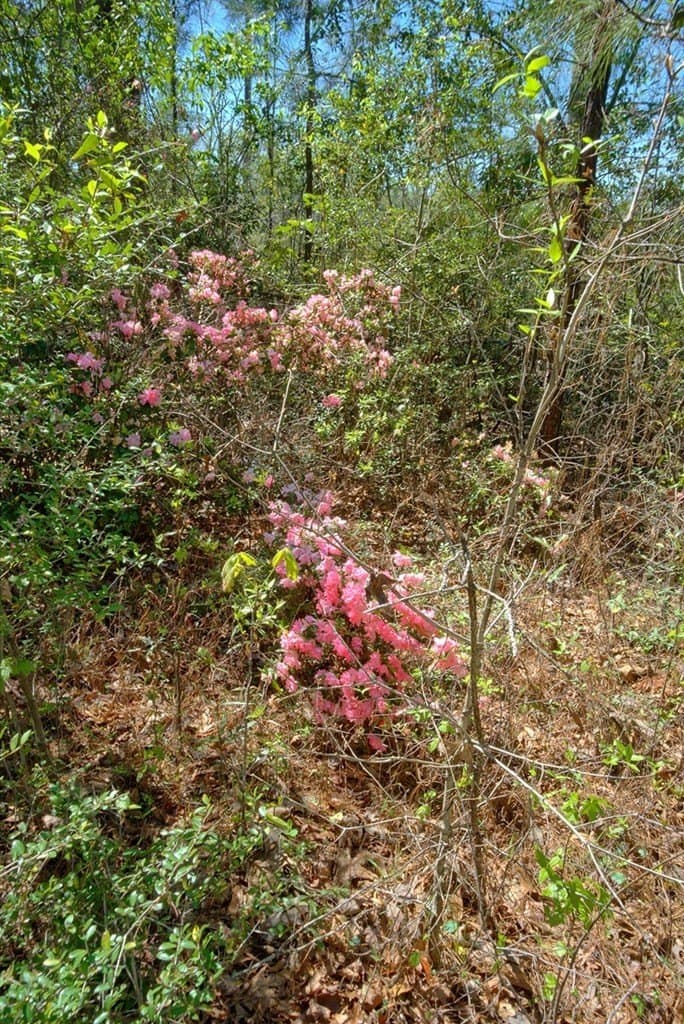 52.53 acres in Texas County - photo 14
