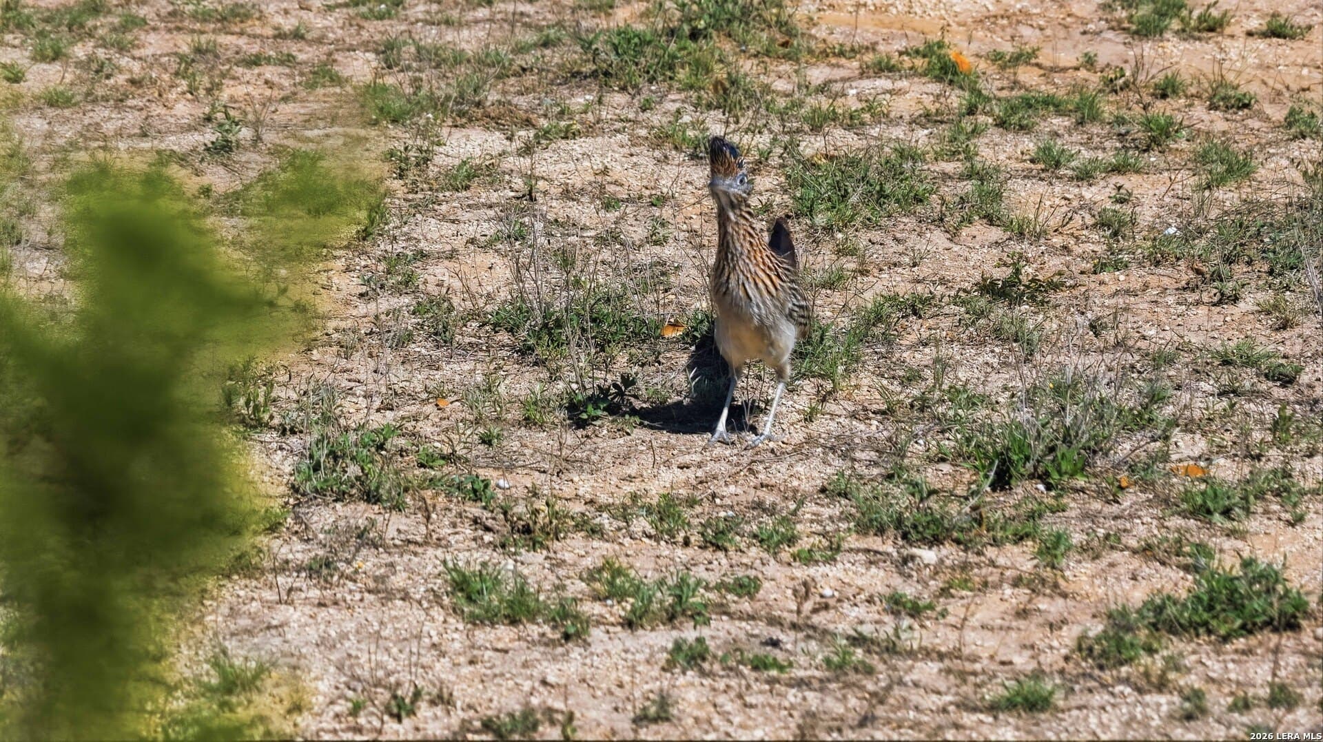 10.02 acres in Comal County featured view