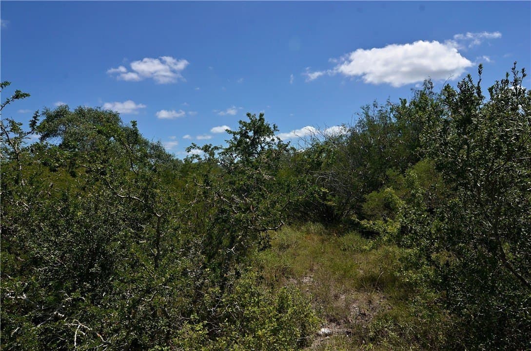 19.81 acres in Bee County gallery image 2