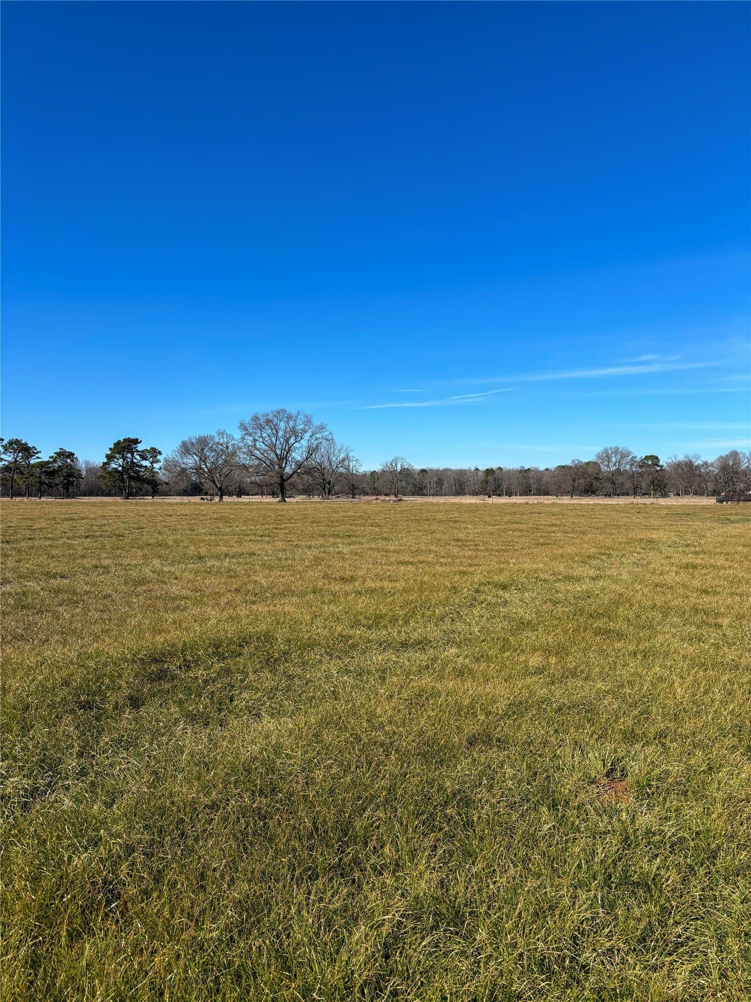 81.77 acres in Bowie County gallery image 3