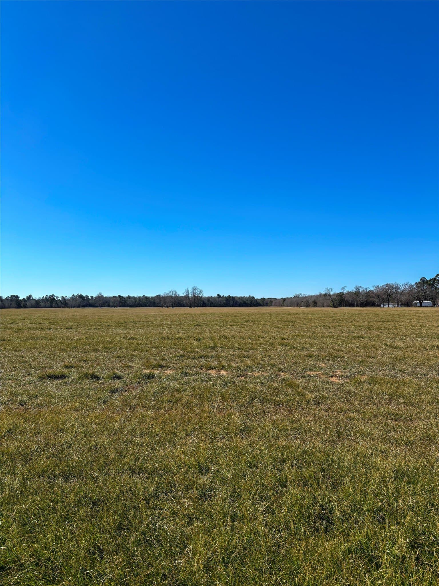 81.77 acres in Bowie County gallery image 4