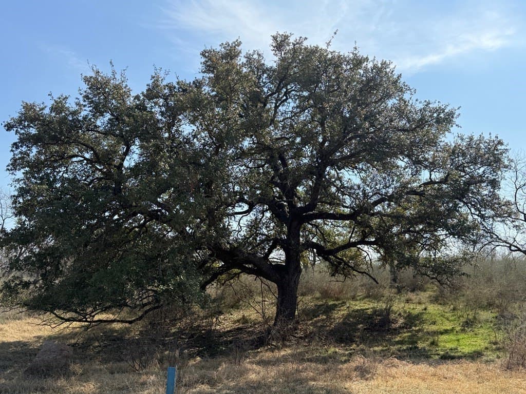 14.67 acres in Llano County - photo 17