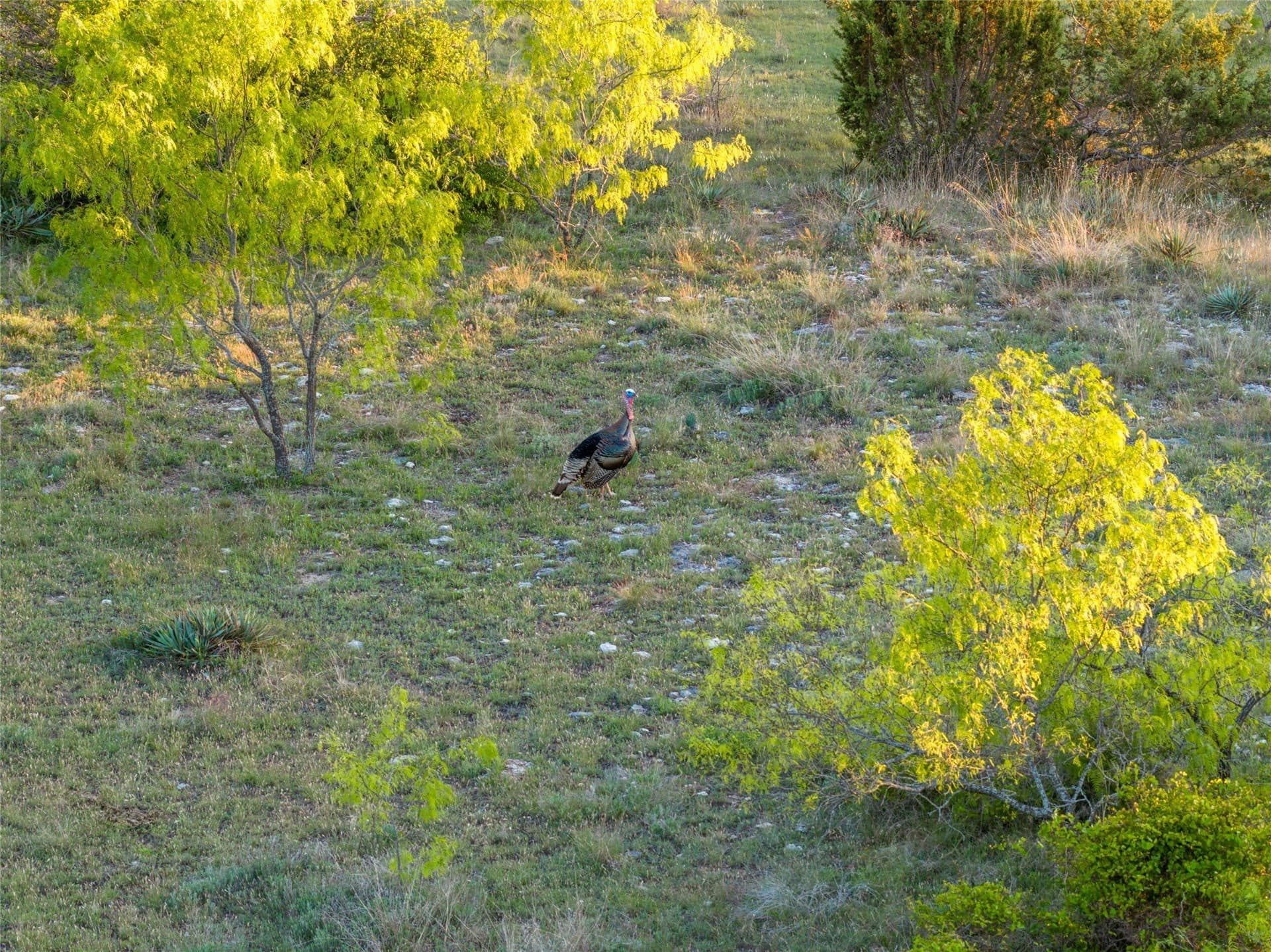 164.25 acres in Comanche County - photo 31