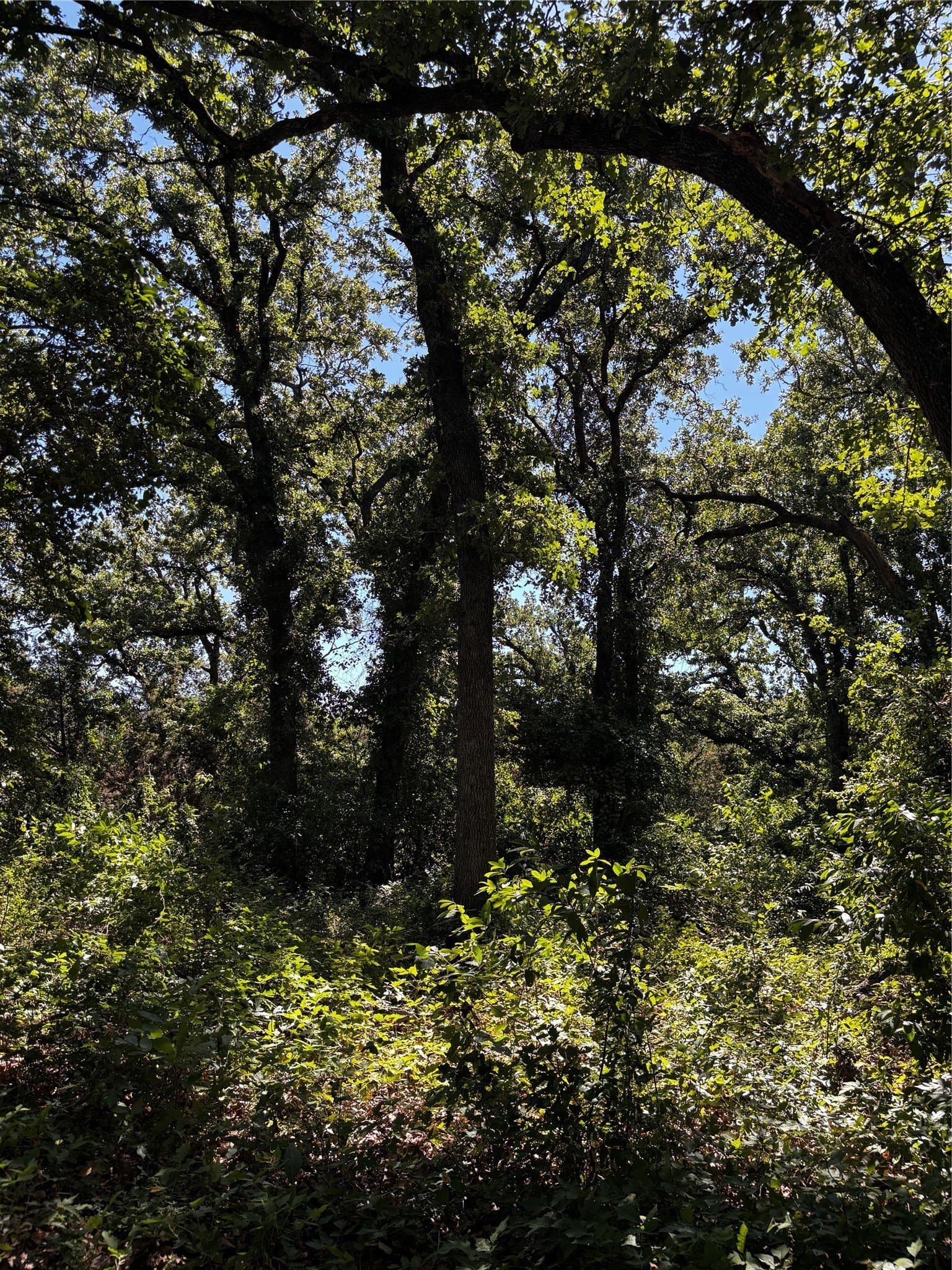 11.81 acres in Erath County - photo 25