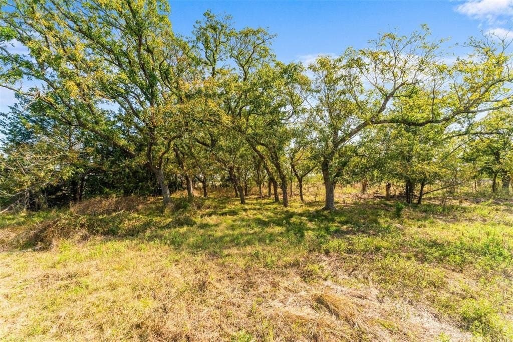 94.23 acres in Limestone County gallery image 2