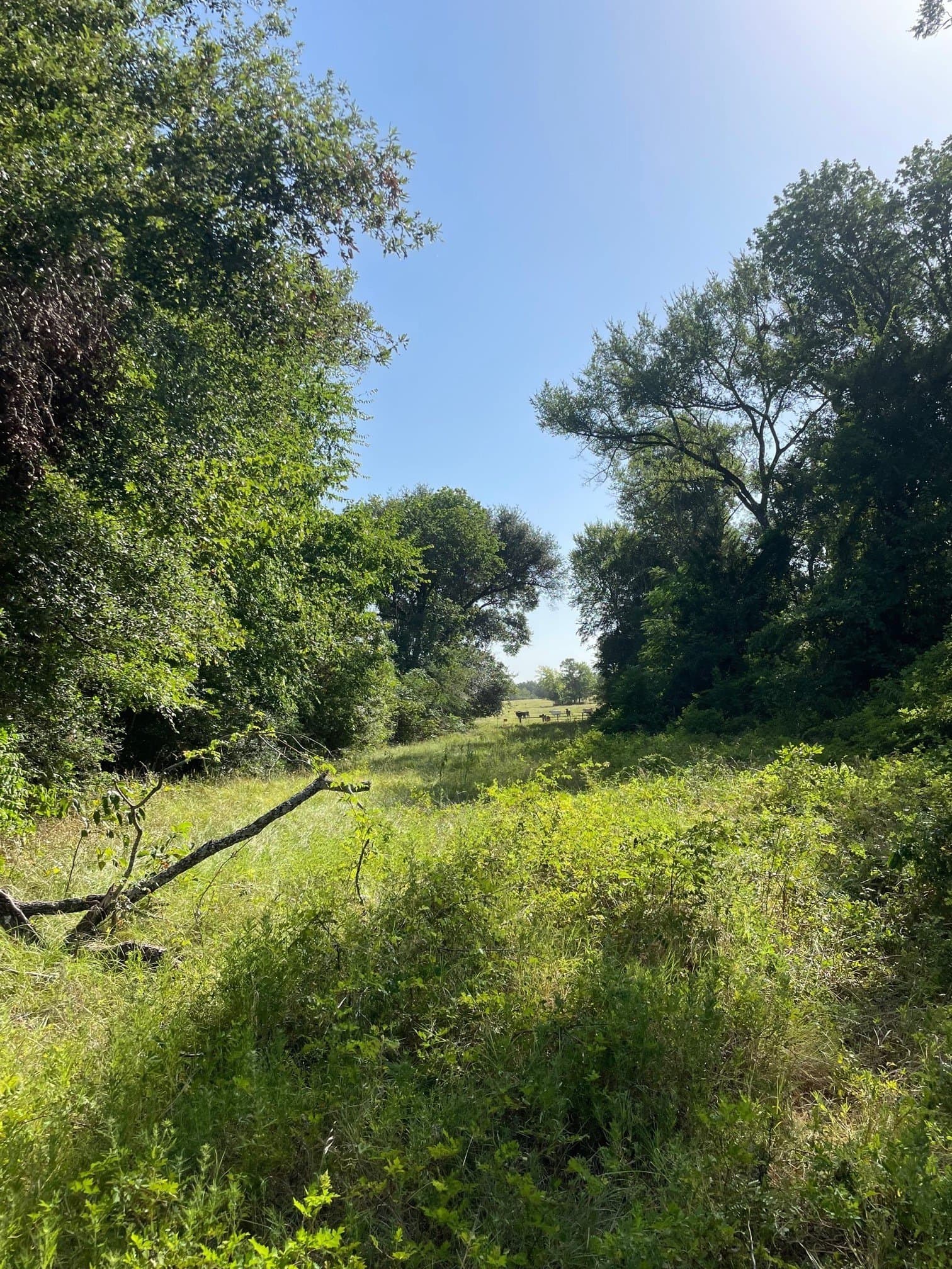 91.75 acres in Limestone County - photo 10