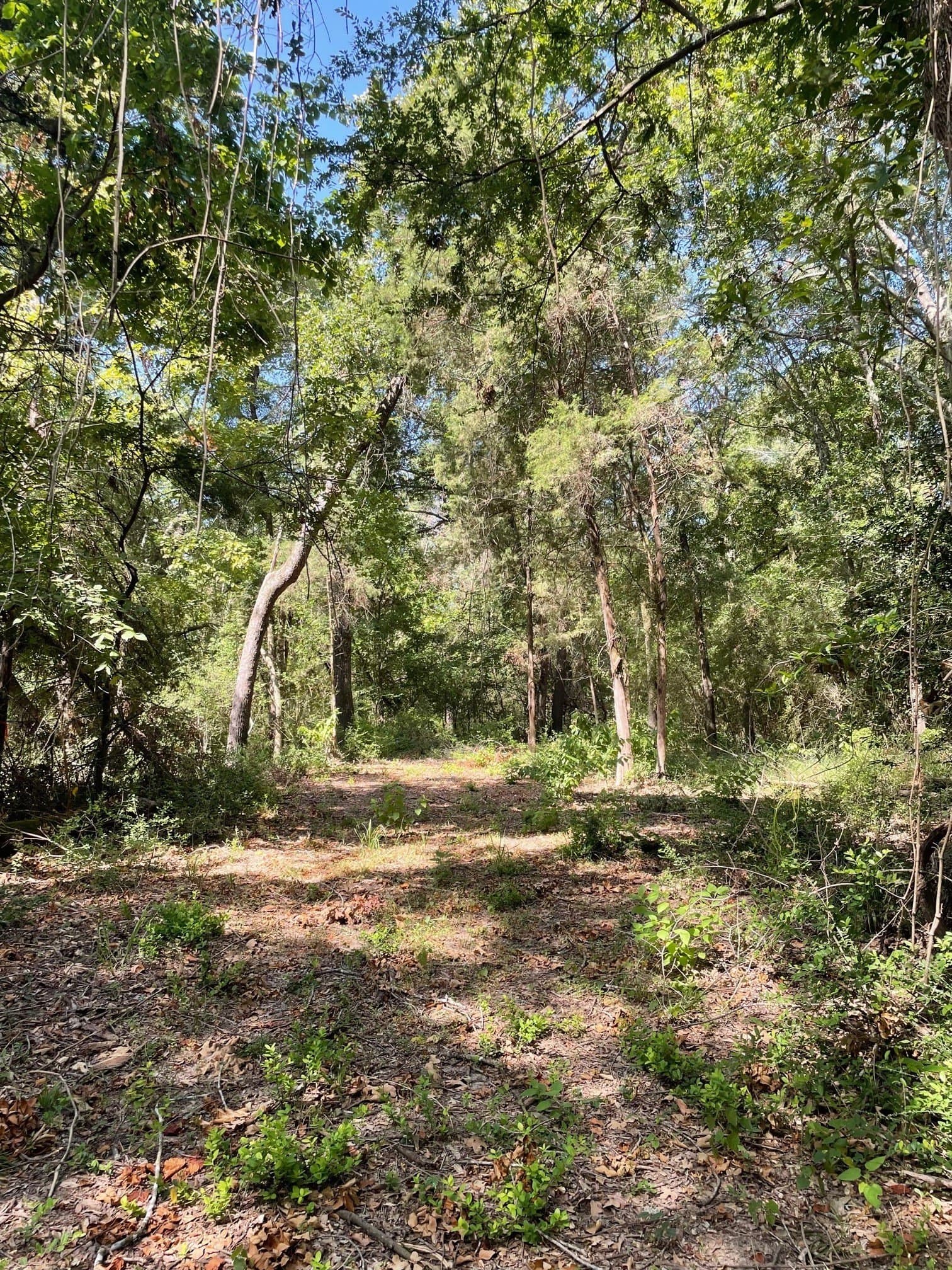 91.75 acres in Limestone County - photo 12