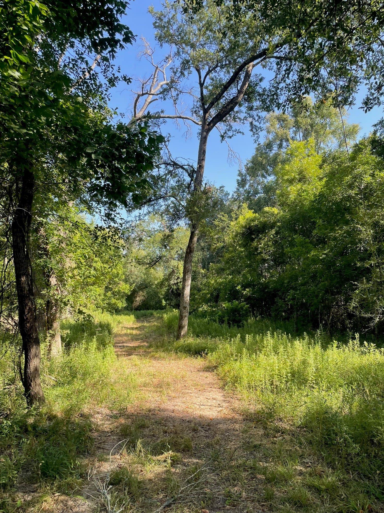 91.75 acres in Limestone County - photo 8