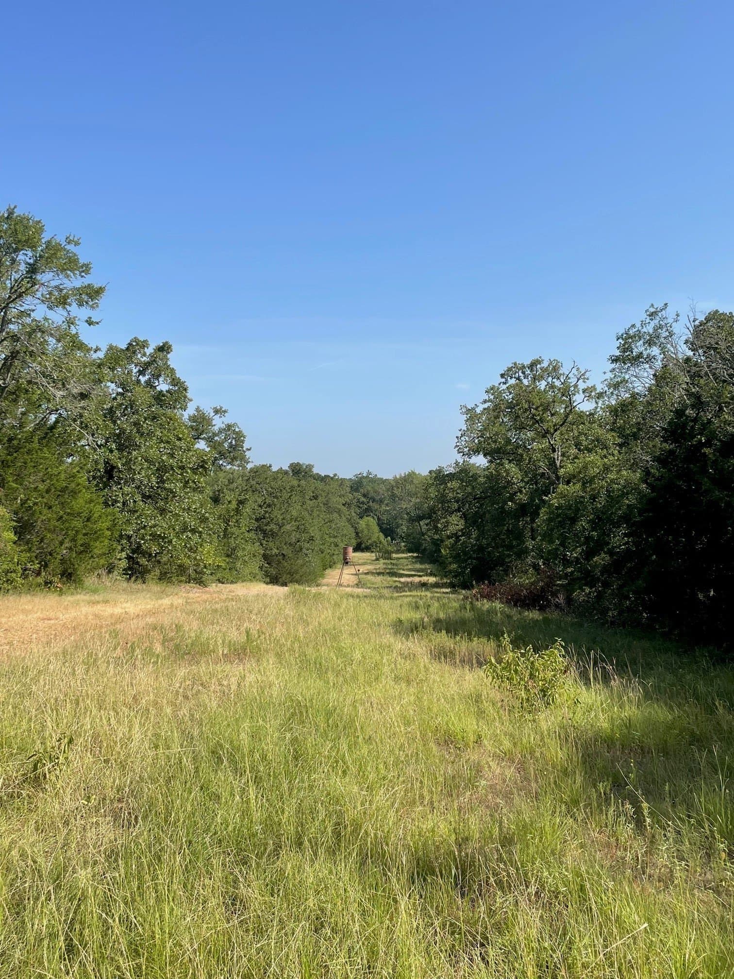 91.75 acres in Limestone County - photo 6