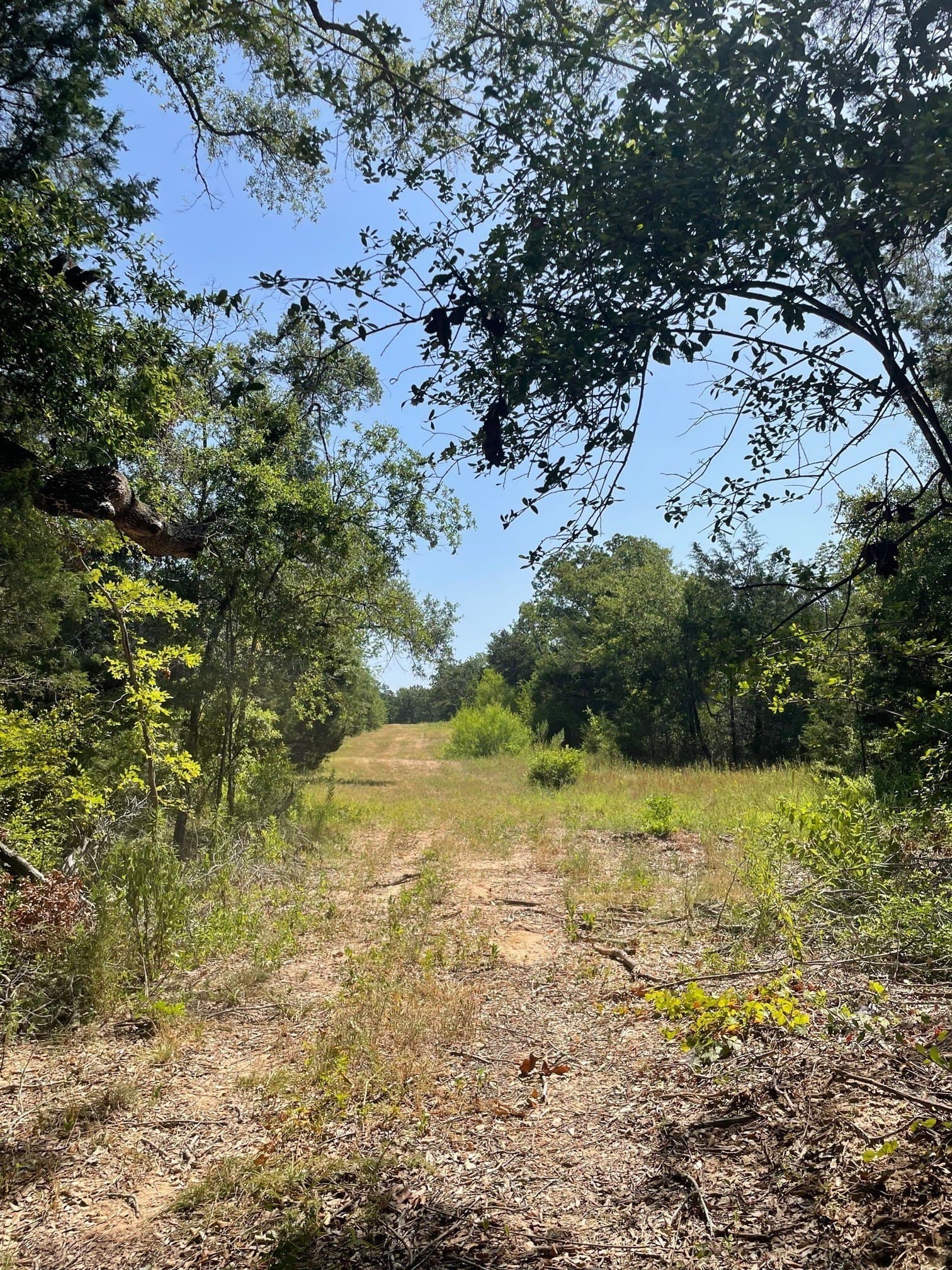 91.75 acres in Limestone County - photo 14