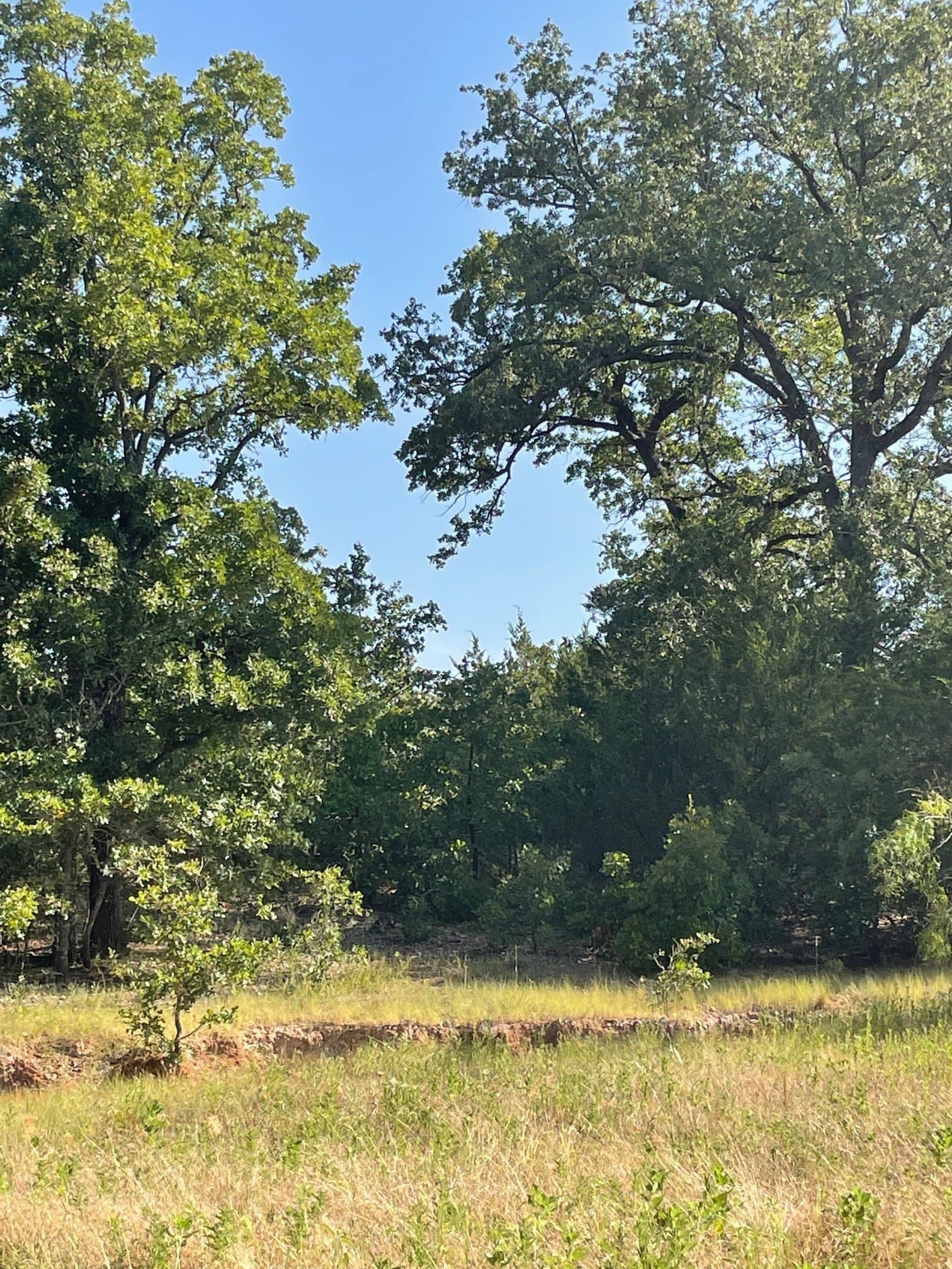 91.75 acres in Limestone County - photo 9