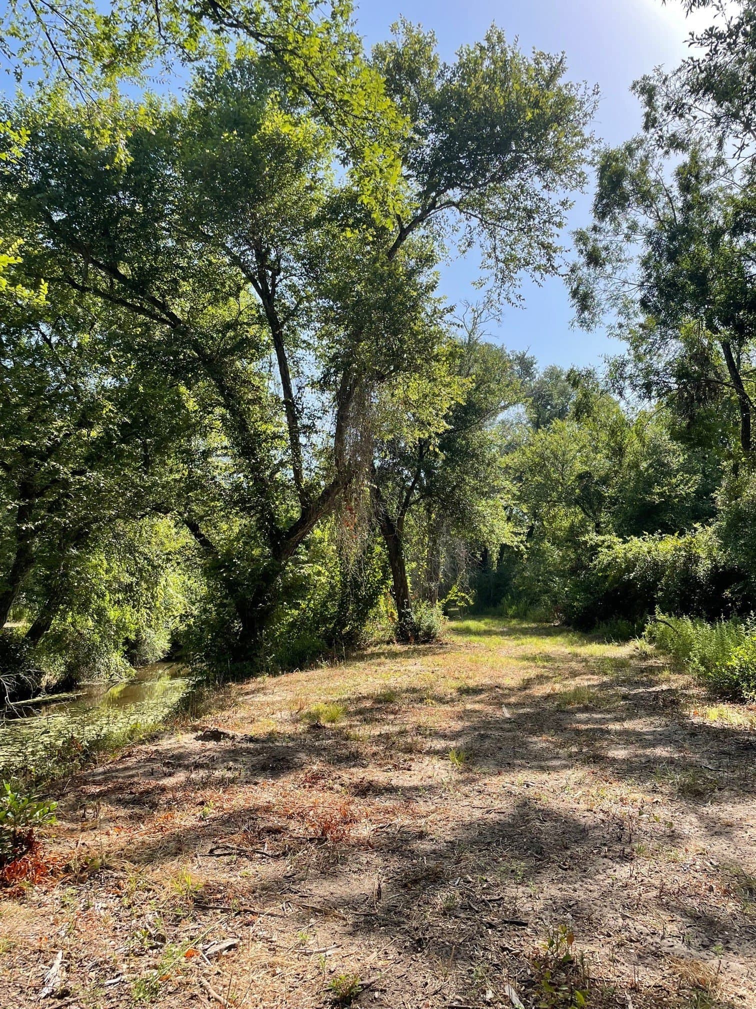 91.75 acres in Limestone County - photo 11