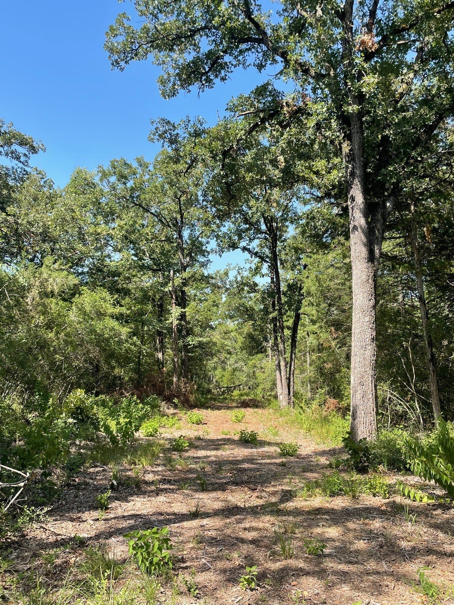 91.75 acres in Limestone County - photo 13