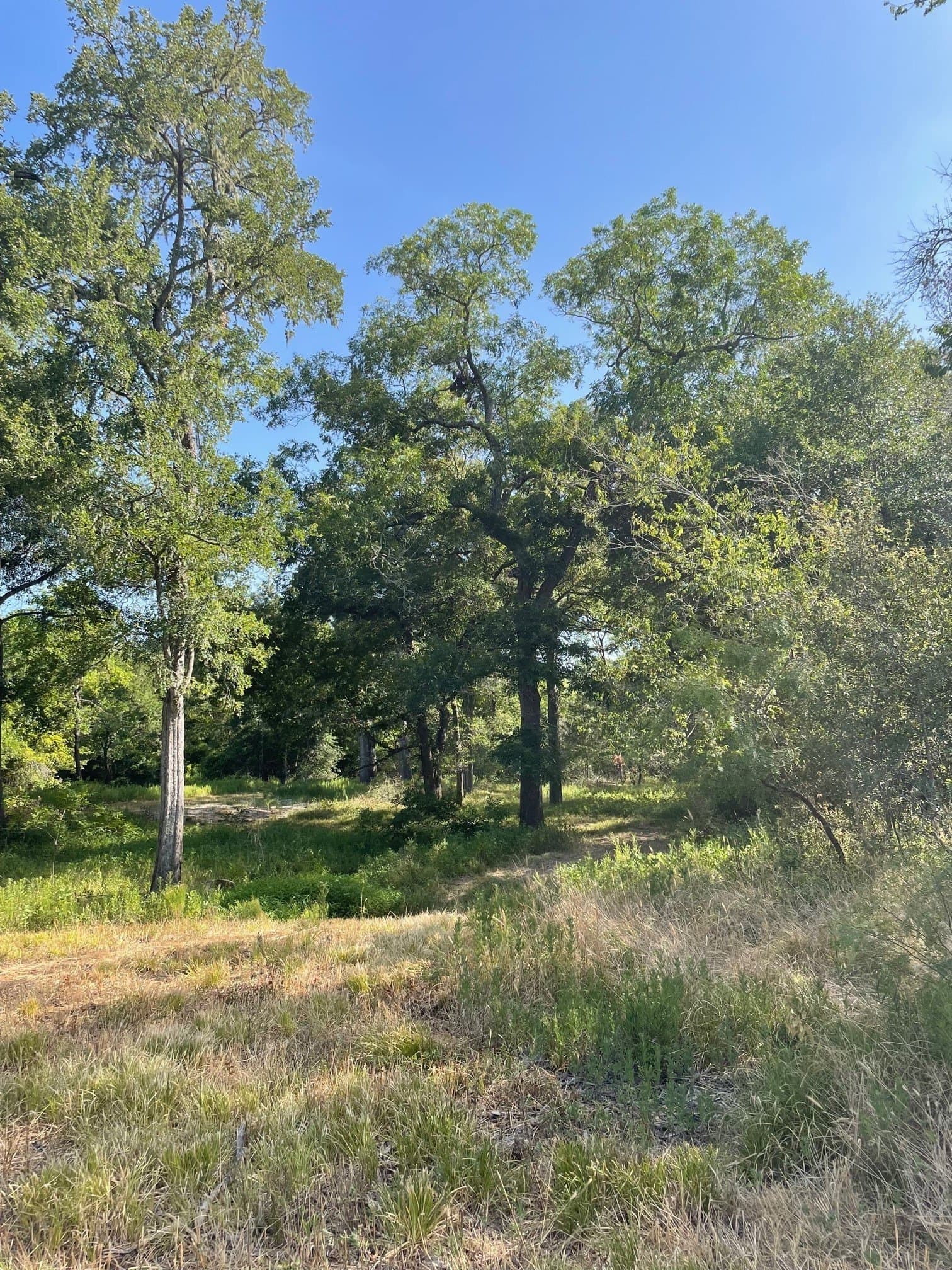 91.75 acres in Limestone County - photo 15