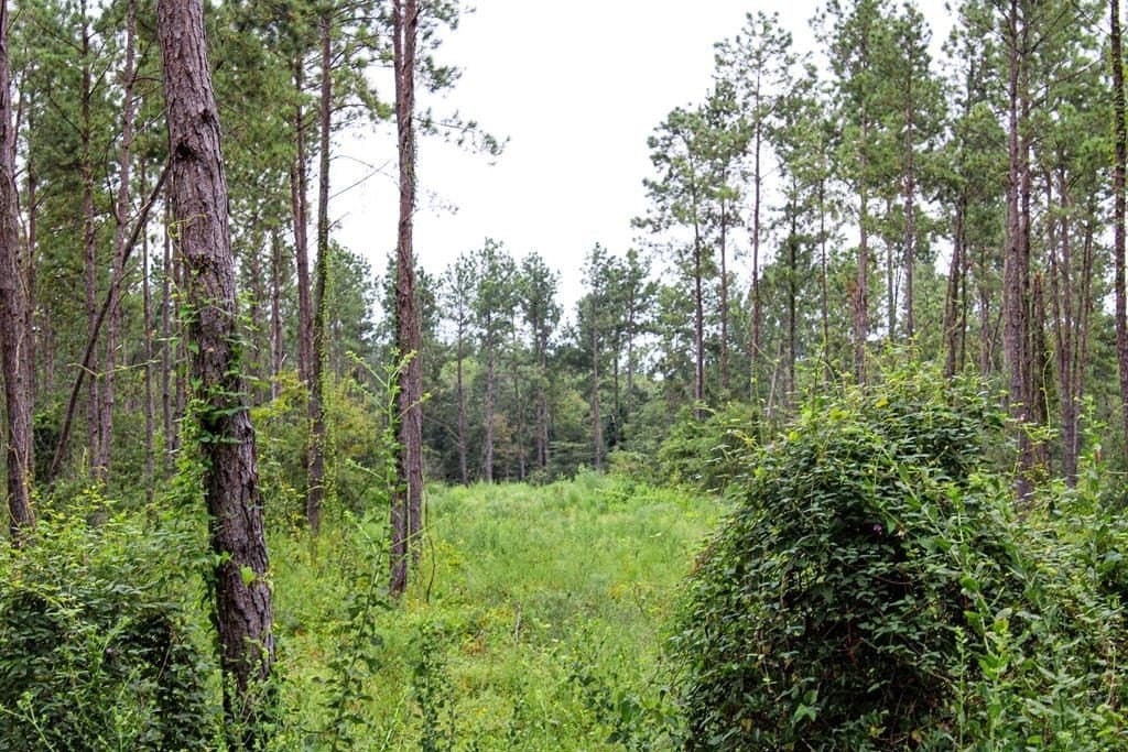 48.01 acres in Texas County - photo 7