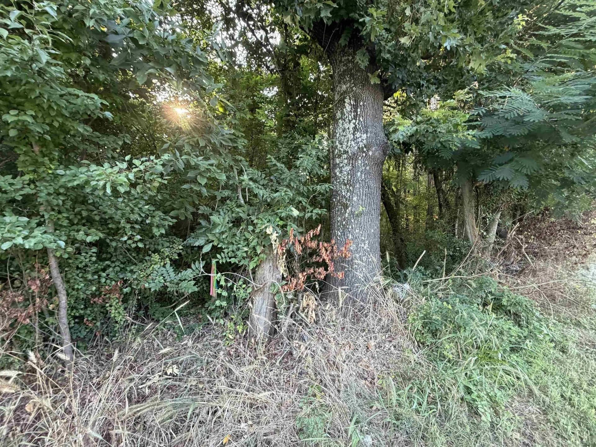 8.35 acres in Bowie County - photo 5