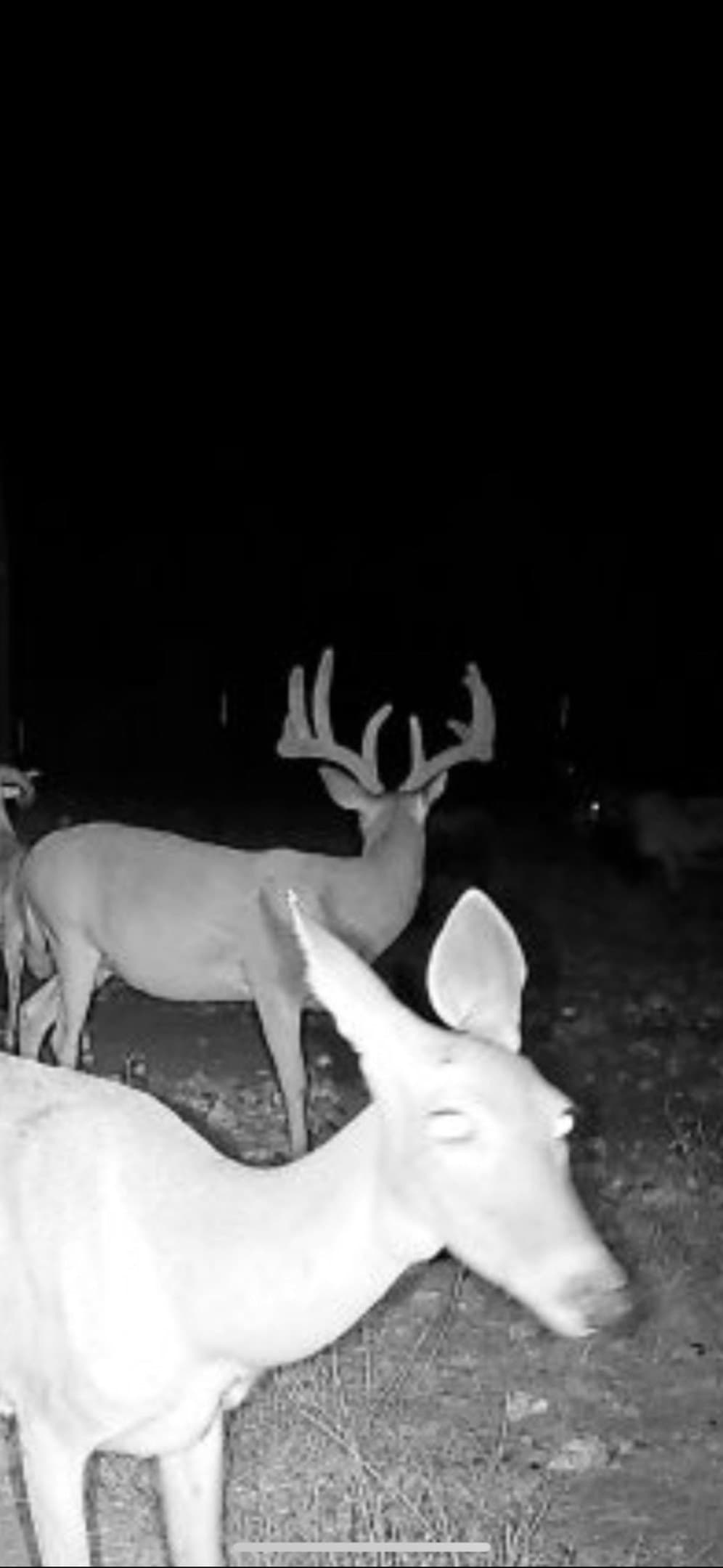 299.89 acres in Mills County - photo 7