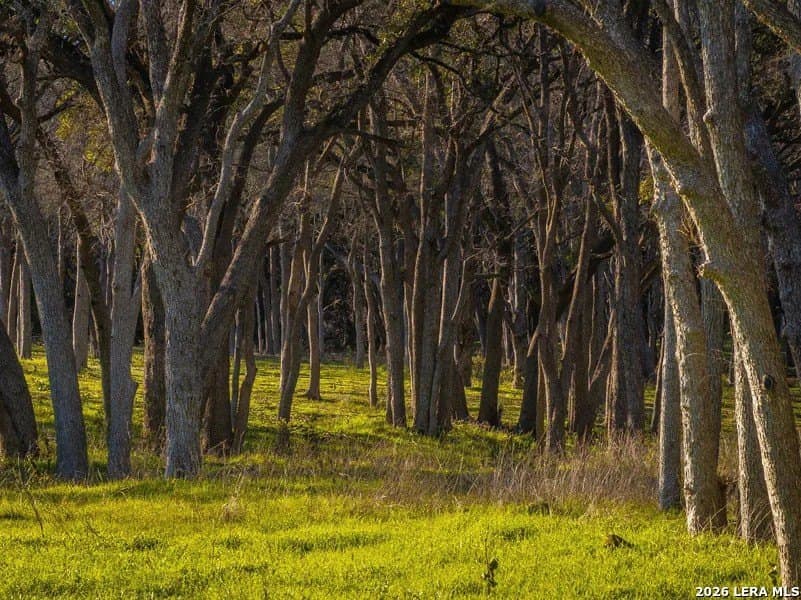 15 acres in Comal County - photo 5