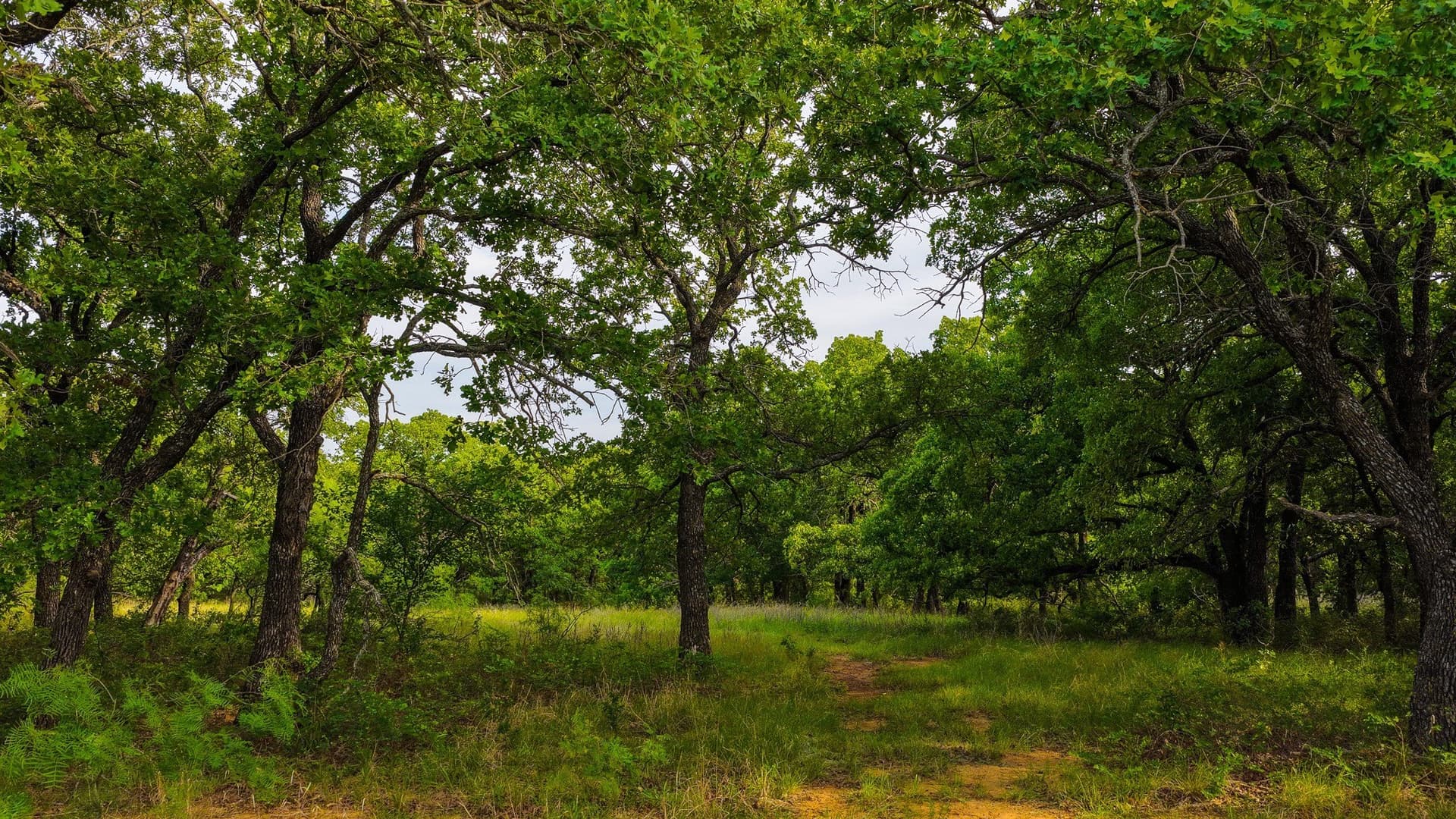 80.3 acres in Montague County - photo 13