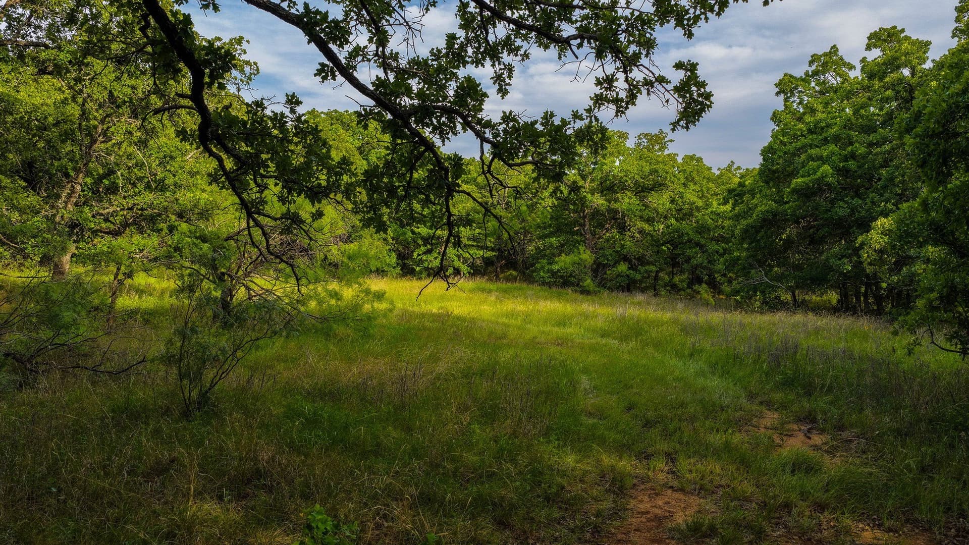80.3 acres in Montague County - photo 14