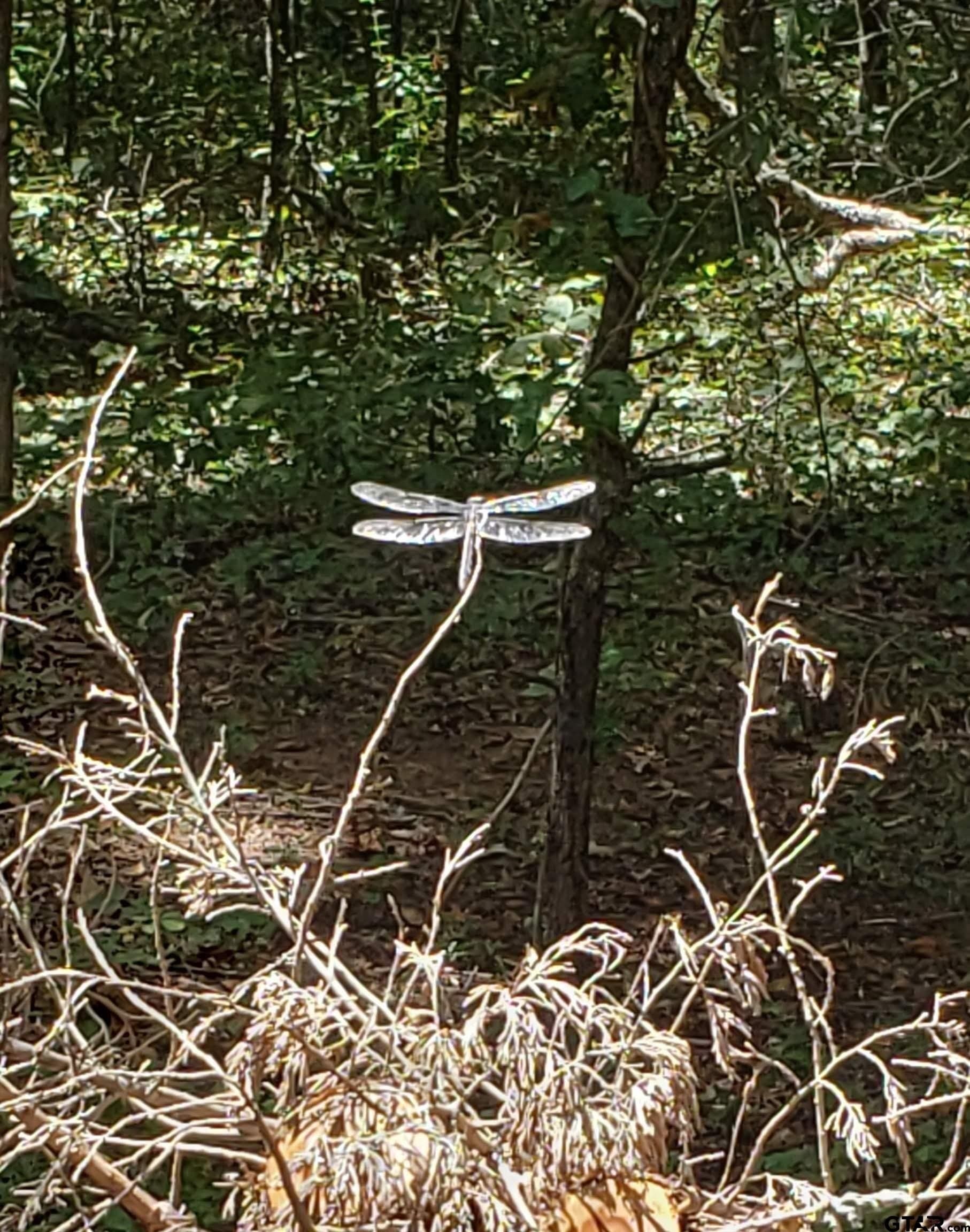 10 acres in Smith County featured view