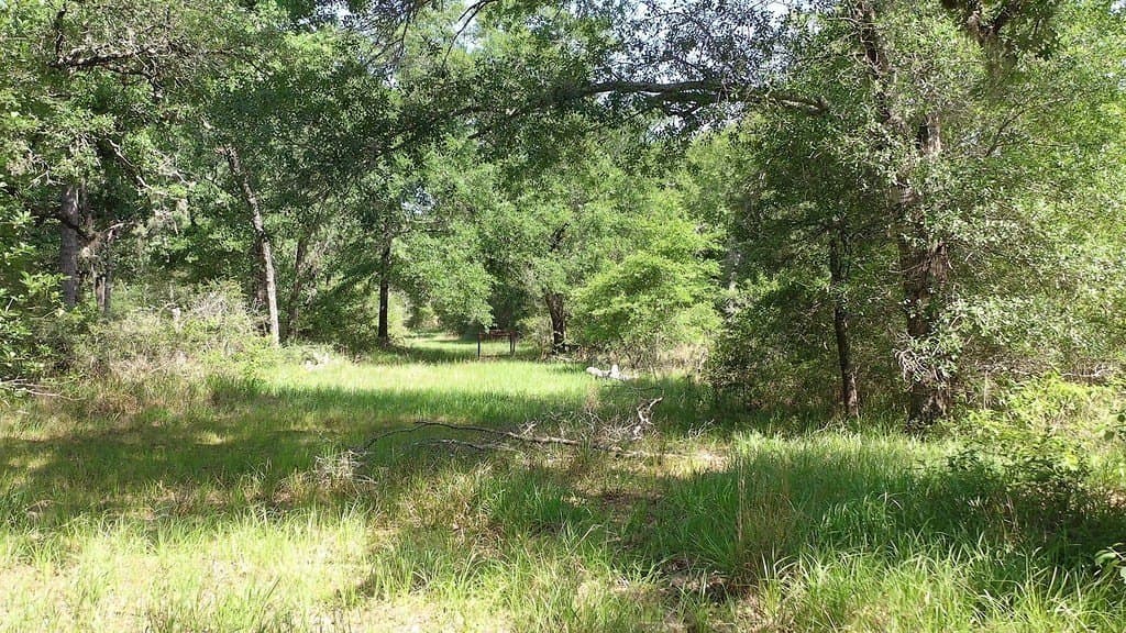11 acres in Lavaca County gallery image 2