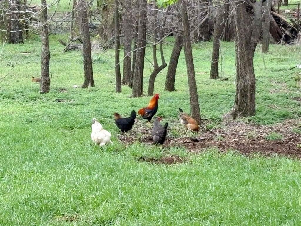 0.13 acres in Eastland County gallery image 2