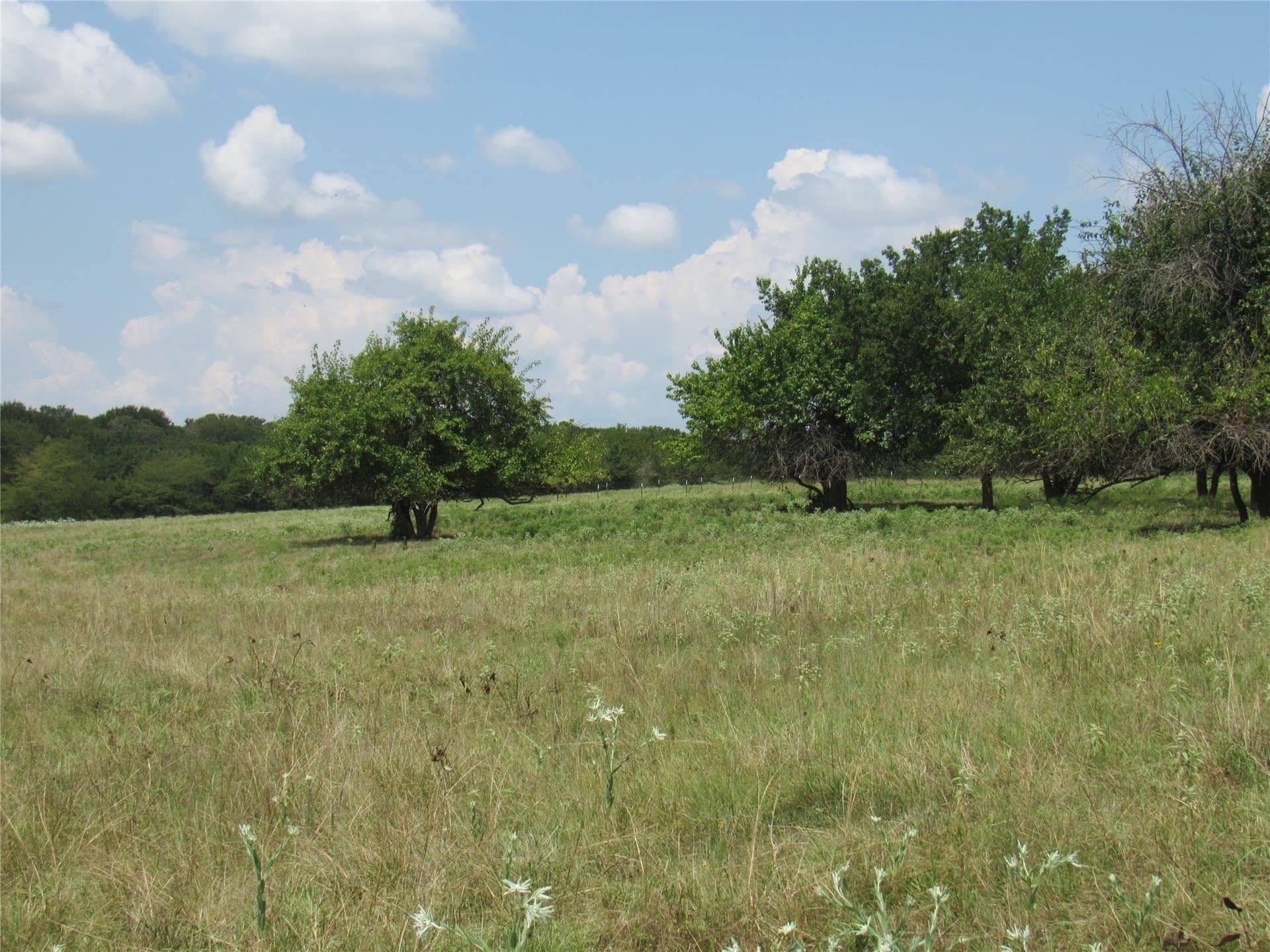 49.54 acres in Fannin County - photo 10