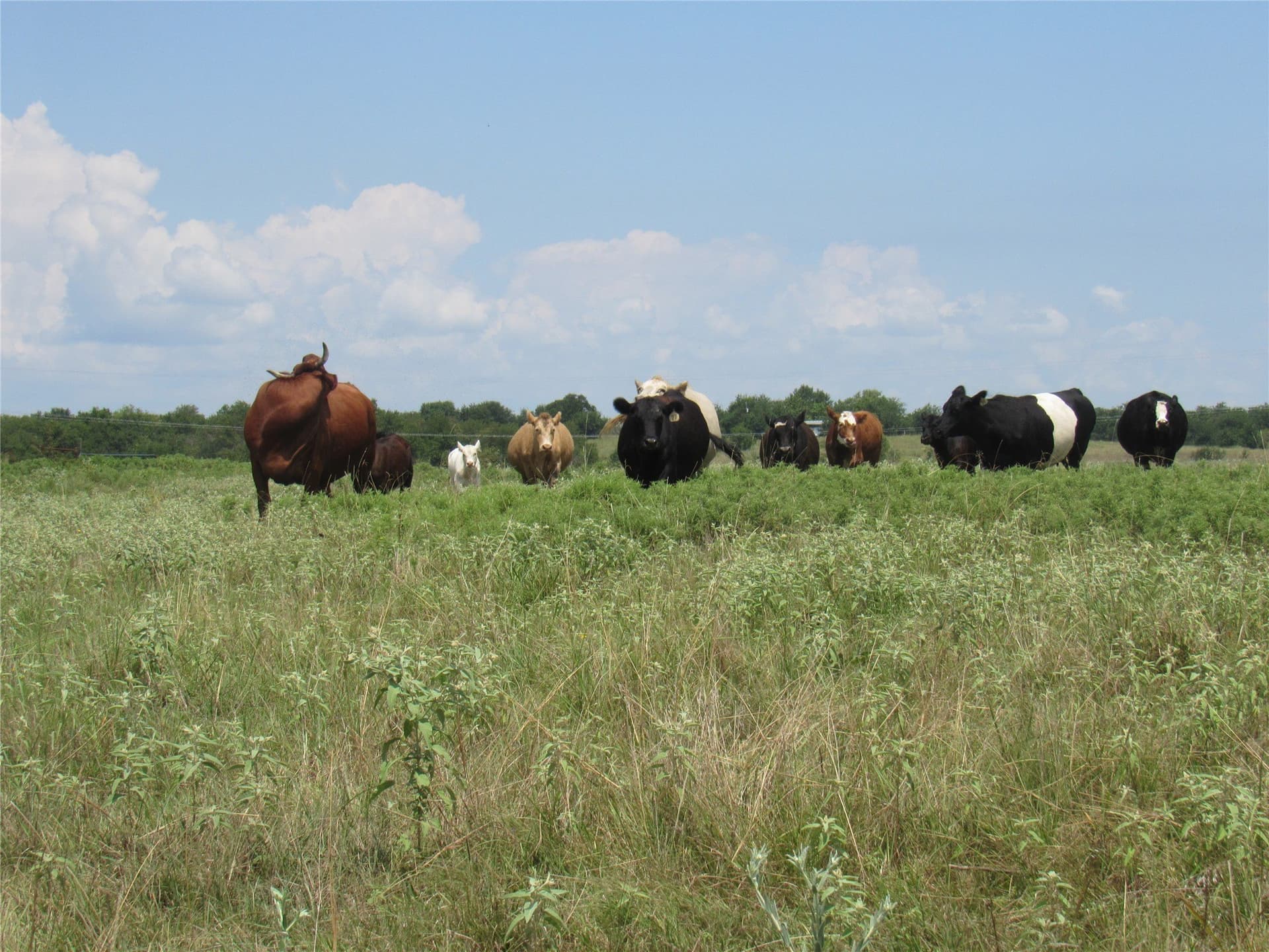 49.54 acres in Fannin County - photo 9