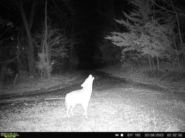 225.11 acres in Lamar County - photo 32