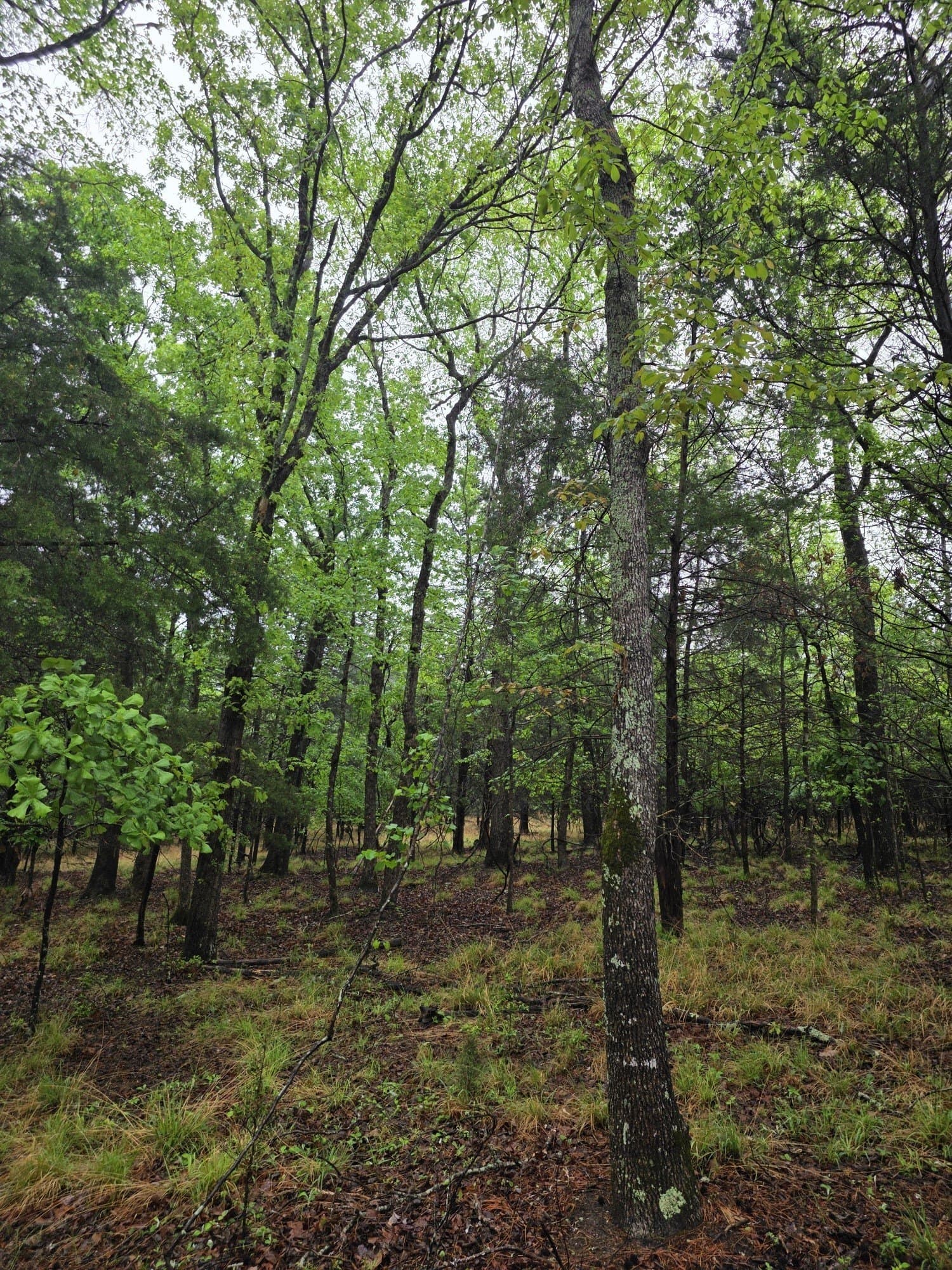 5.02 acres in Henderson County - photo 28