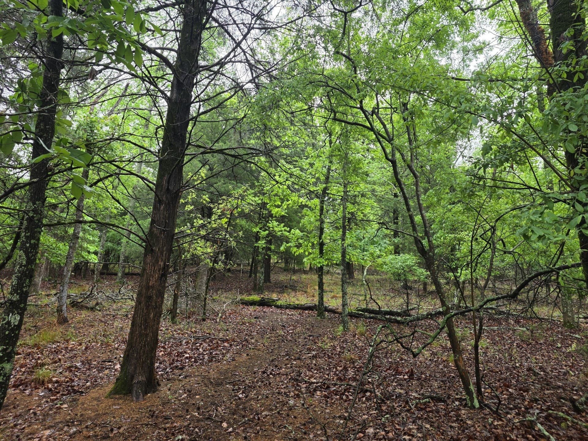 5.02 acres in Henderson County - photo 17