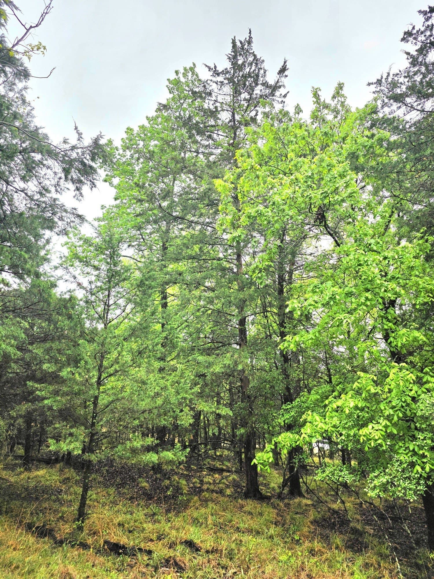 5.02 acres in Henderson County - photo 32