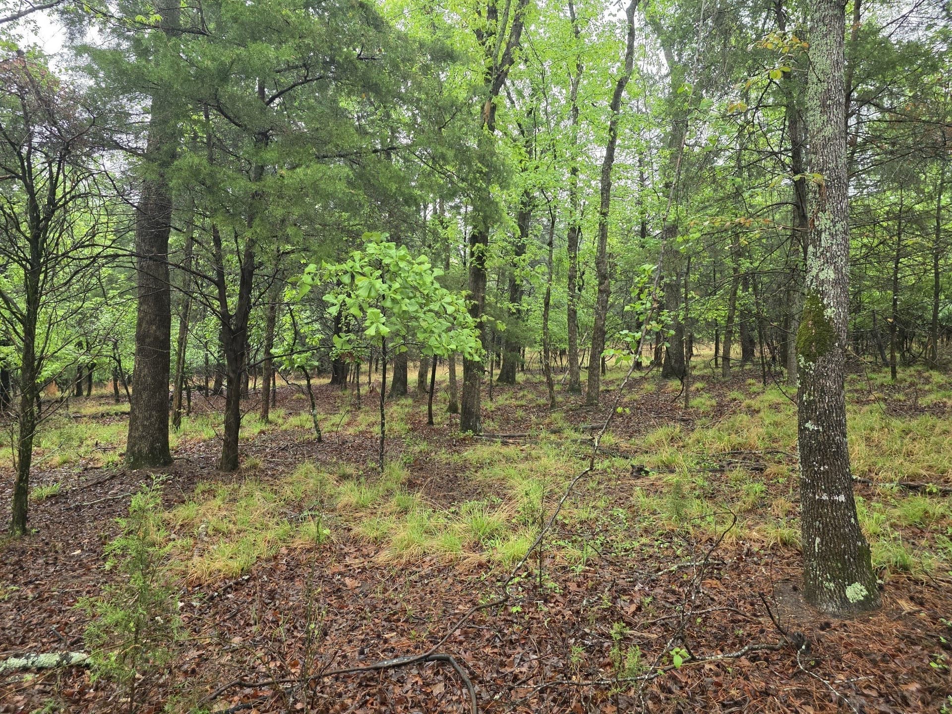 5.02 acres in Henderson County - photo 6