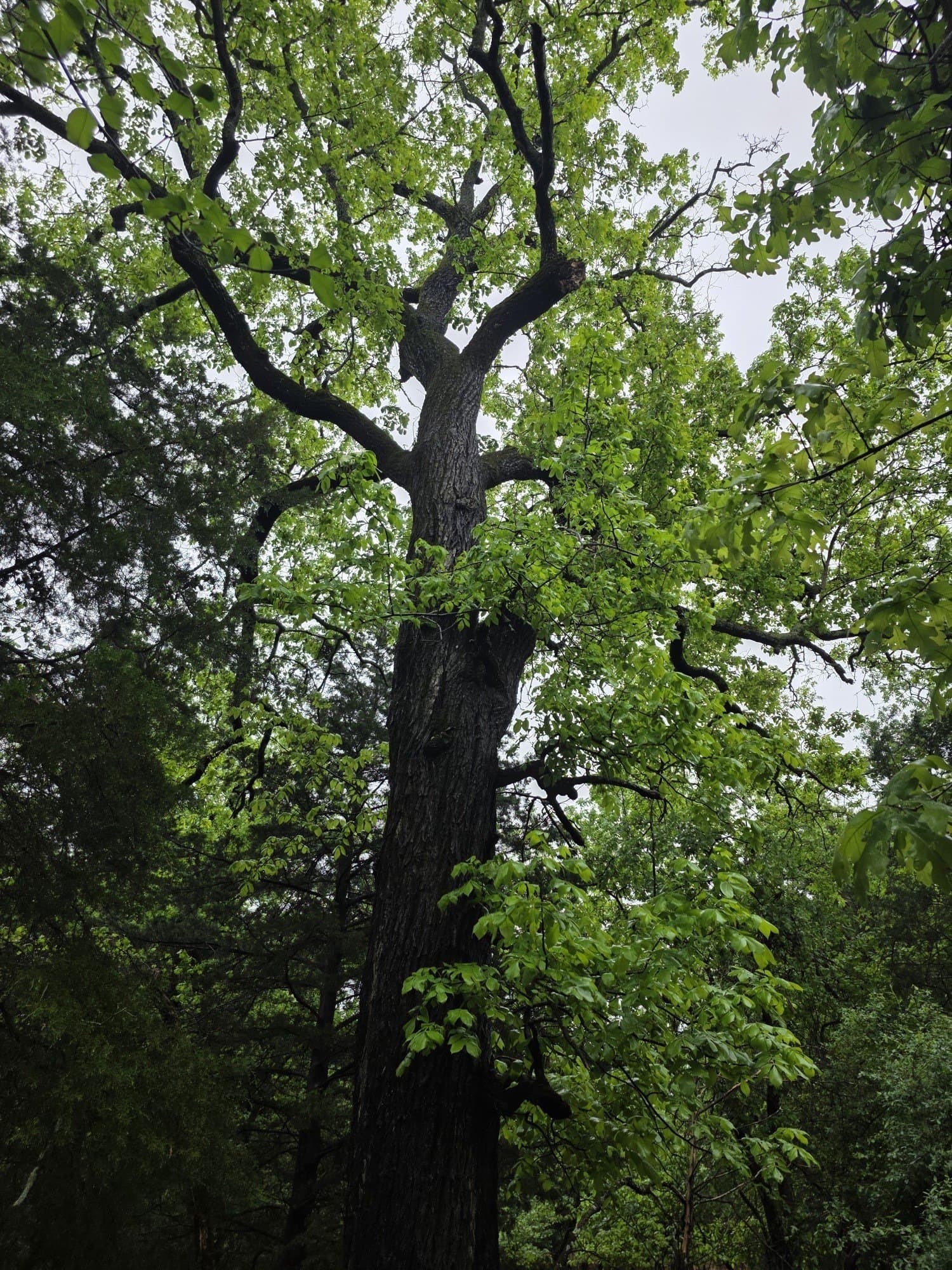 5.02 acres in Henderson County - photo 40