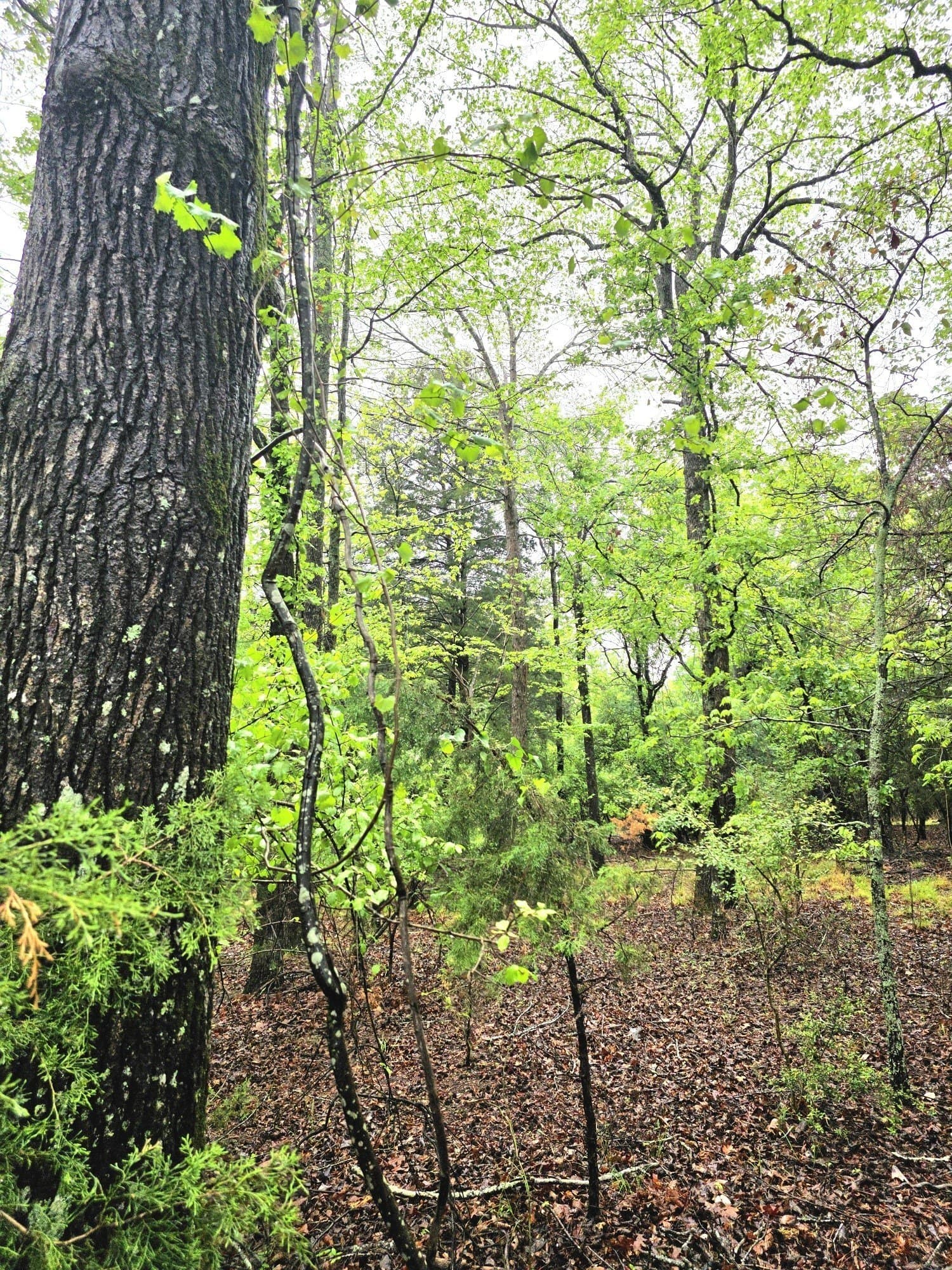 5.02 acres in Henderson County - photo 26