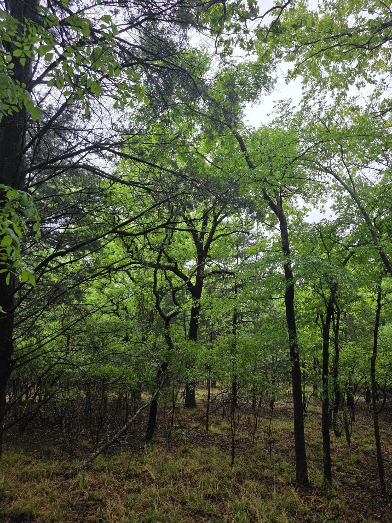 5.02 acres in Henderson County - photo 36