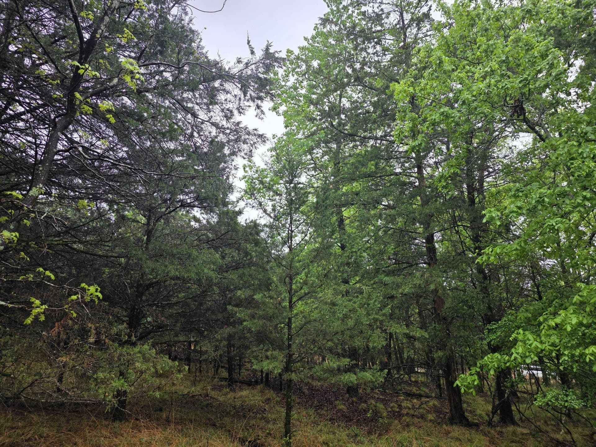 5.02 acres in Henderson County - photo 22
