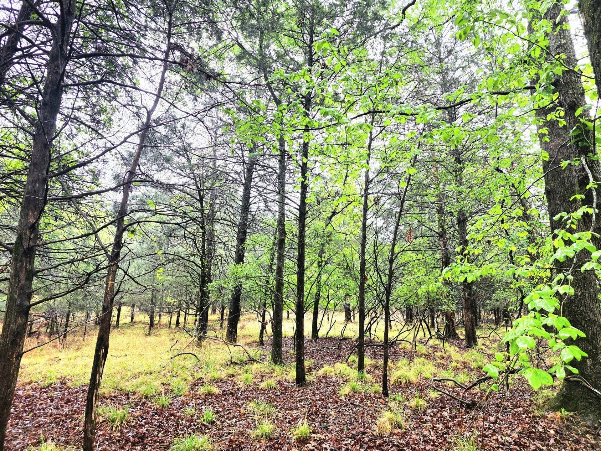 5.02 acres in Henderson County - photo 4
