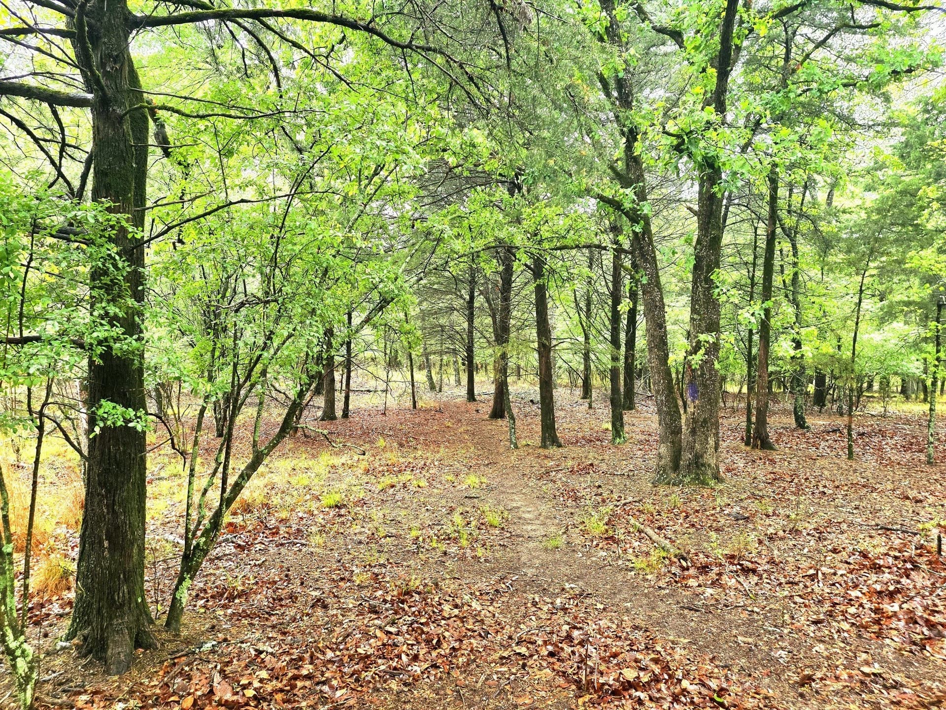 5.02 acres in Henderson County - photo 25