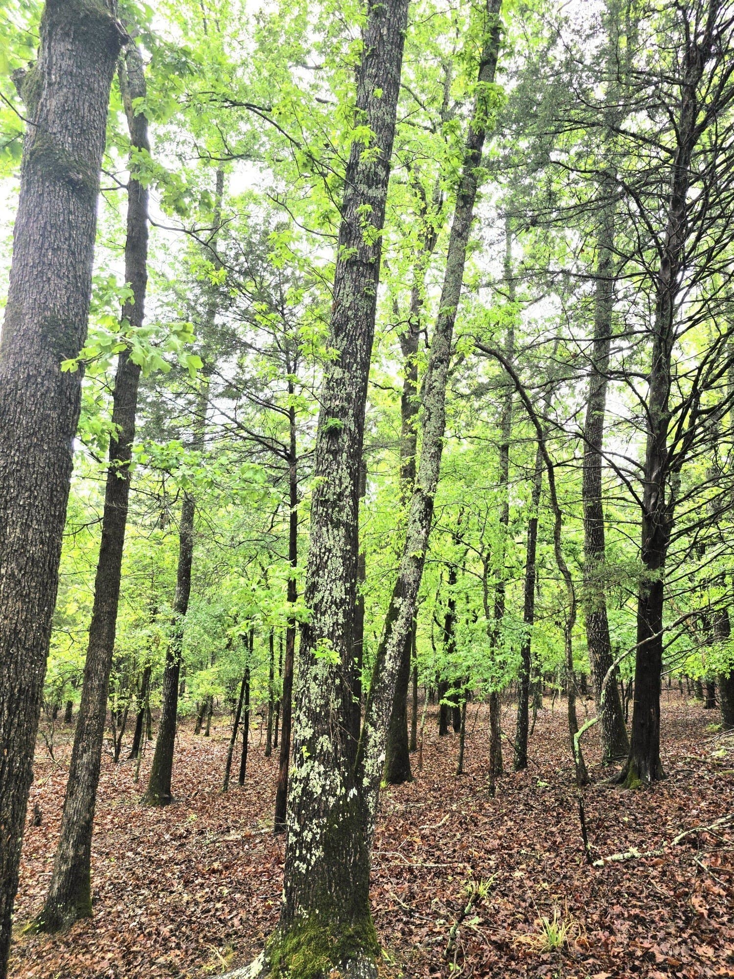 5.02 acres in Henderson County - photo 30