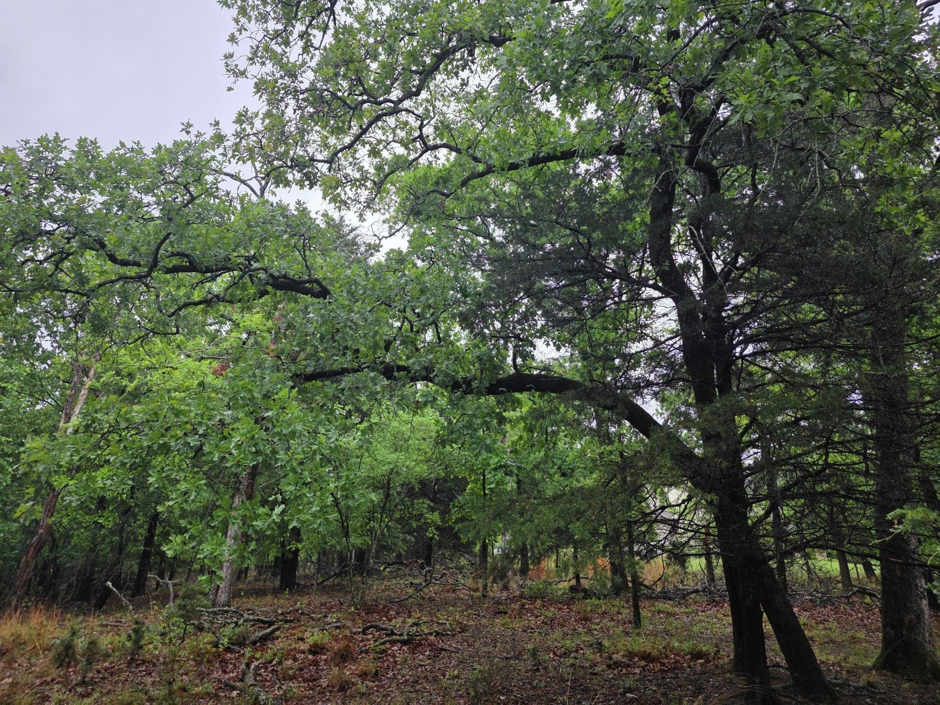 5.02 acres in Henderson County - photo 5