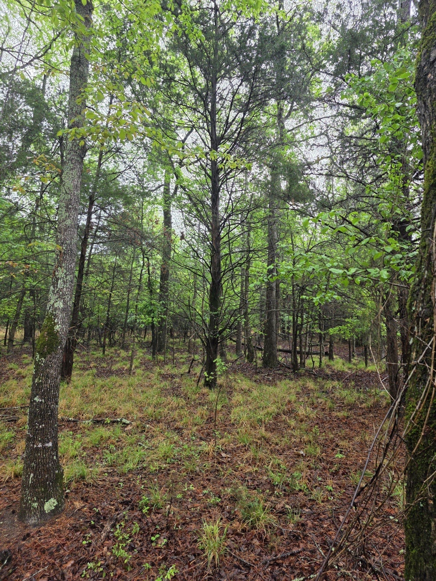 5.02 acres in Henderson County - photo 29